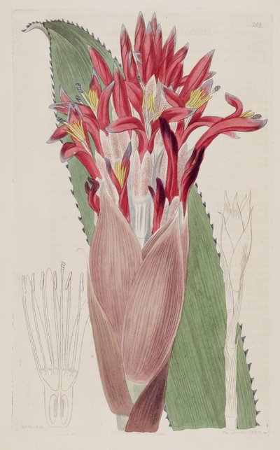 Illustration de Aechmea nudicaulis - Sydenham Teast Edwards